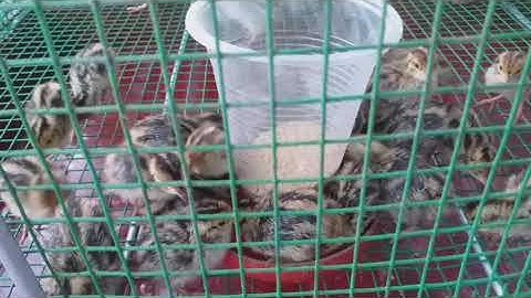 Cách làm chuồng nuôi chim cút, máng ăn và máng uống cho chim cút