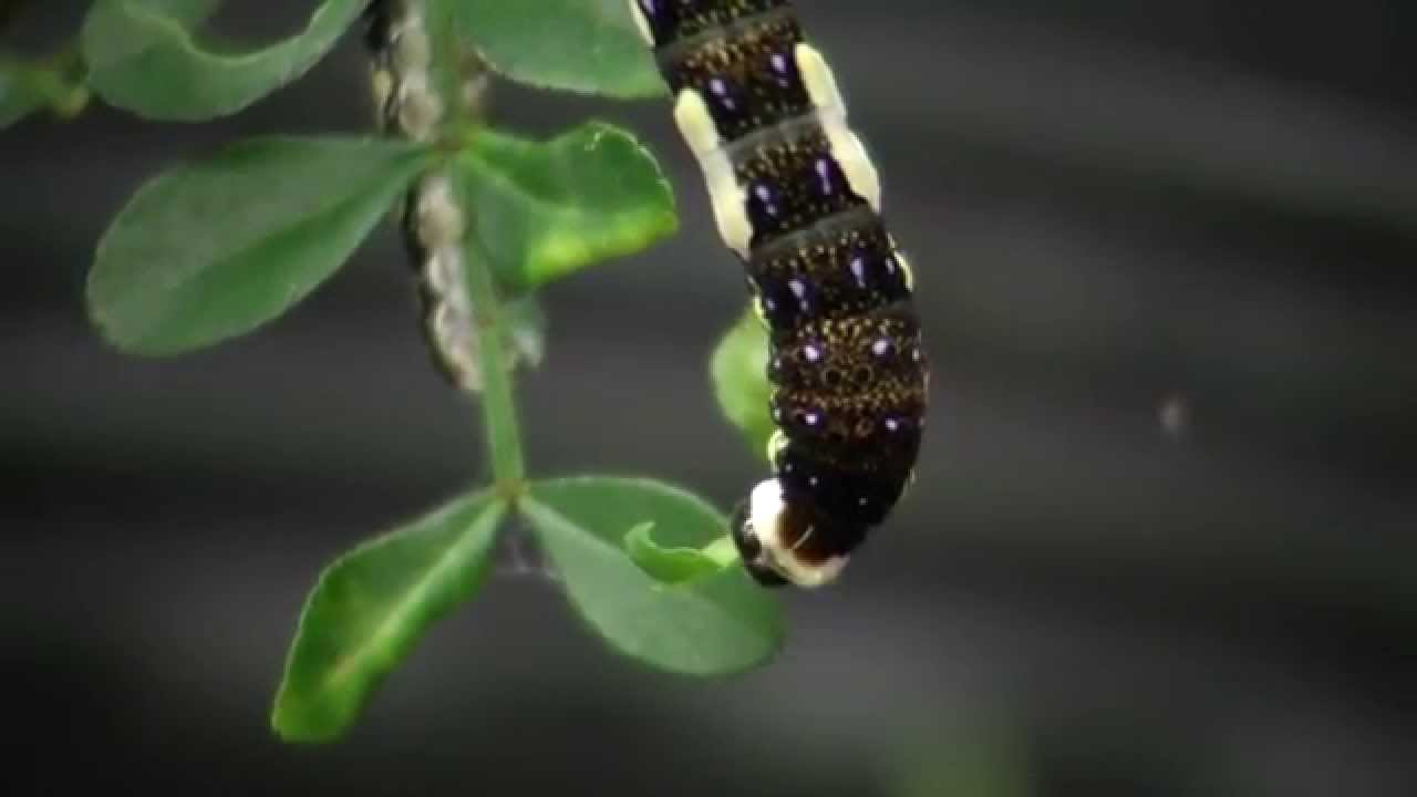 Swallowtail caterpillar eats lunch