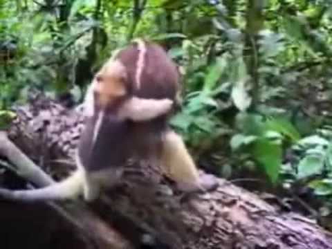 Amazing World Creatures of Wonder! 9