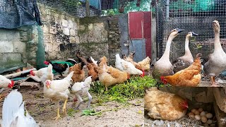 chicken breeding  feed the chicken  harvest chicken eggs.