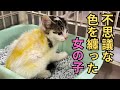 【139】雷に怯える子猫3姉妹を保護⭐️不思議な黄色い着色の正体は…