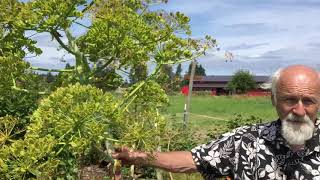 Giant Fennel with Michael Pilarski "Skeeter"