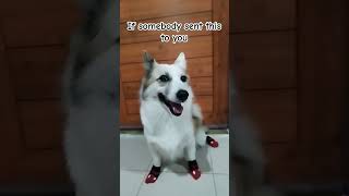 Very important message #dog #short #dogvideos #shortvideos Wealth