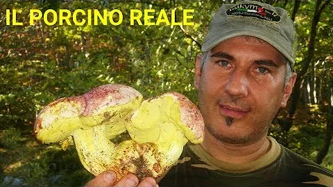 Come è fatto il porcino reale?