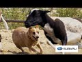 City Dogs Try Herding Sheep For The First Time // Presented By BuzzFeed & Subaru