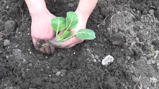 Посадка капусты(В этом видео Вы можете посмотреть как надо правильно посадить капусту, посадка ранней и зимней капусты,..., 2013-04-23T22:42:28.000Z)