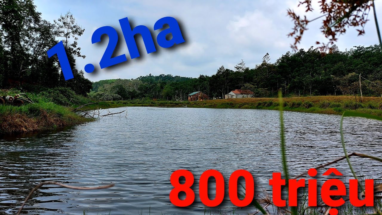 bán 1.2ha 800 triệu cà phê xen tiêu và cây ăn trái.