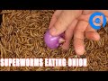 Superworms Eating Onion Time Lapse - goInside Time Lapse