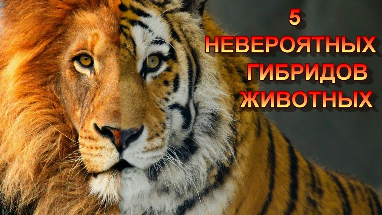 Генератор гибридов животных Генератор гибридов животных
