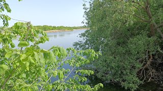 Хутор Черкессовскиий. Пруд школьный ,пение соловья .Жизнь в деревне