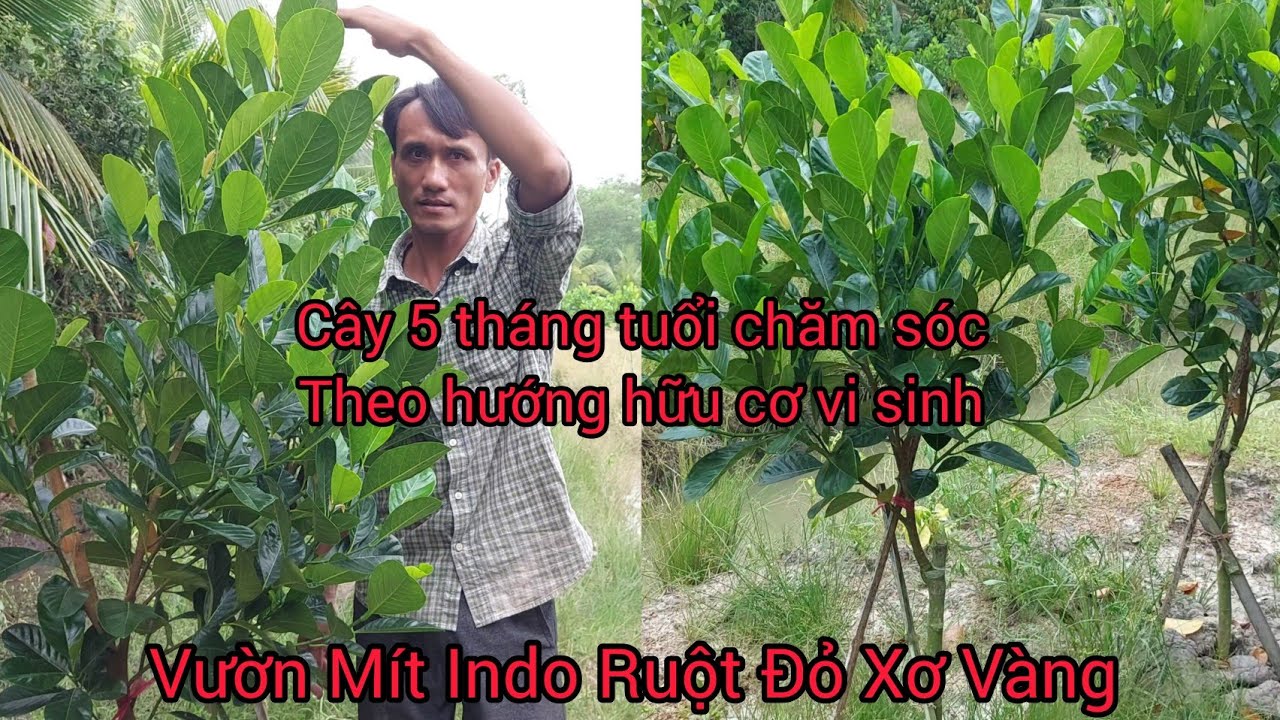 Cách Chăm Sóc Cây Mít Indo Ruột Đỏ Xơ Vàng 5 Tháng Tuổi-Cây nhanh phát triển đi đọt mập