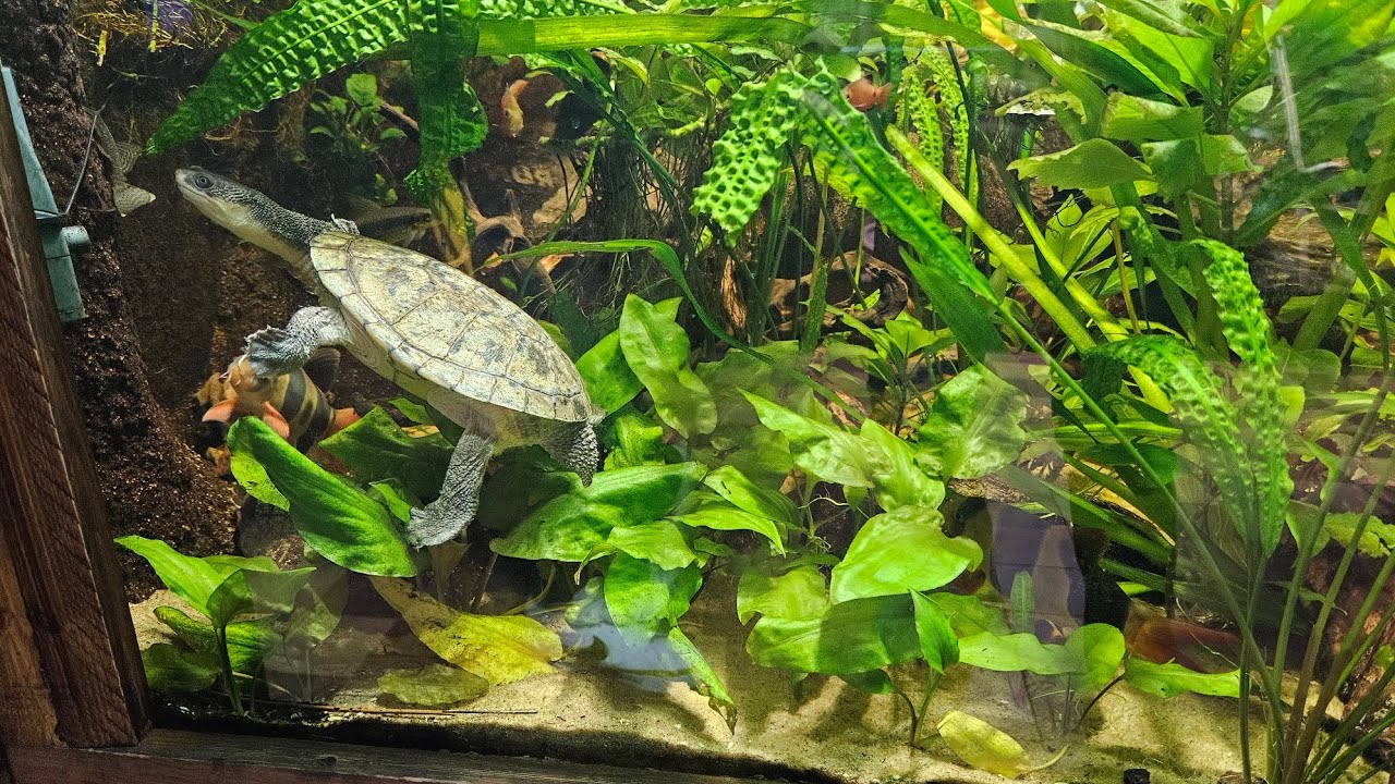 African dwarf mud turtle