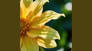 Download Lagu Membawa rindu yang lama terpendam MP3