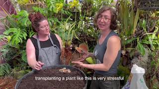 How to Build a Carnivorous Plant Bog