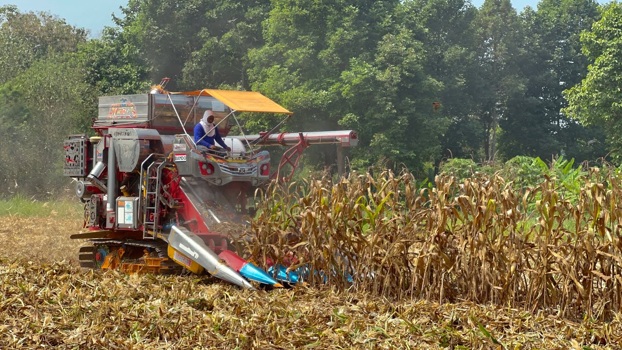 ข้าวโพดพันธุ์789รอบนี้ไม่ผิดหวังทำได้ดีกันทุกเจ้า