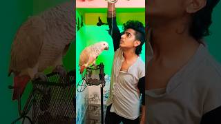 shortsfeed #shortsfeed #congogreyparrot #minecraftshorts #views_viral_video_subscribers_grow