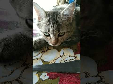 Bapak Manja | Istri Perkasa#shorts