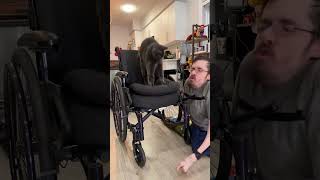 Crippled Cat