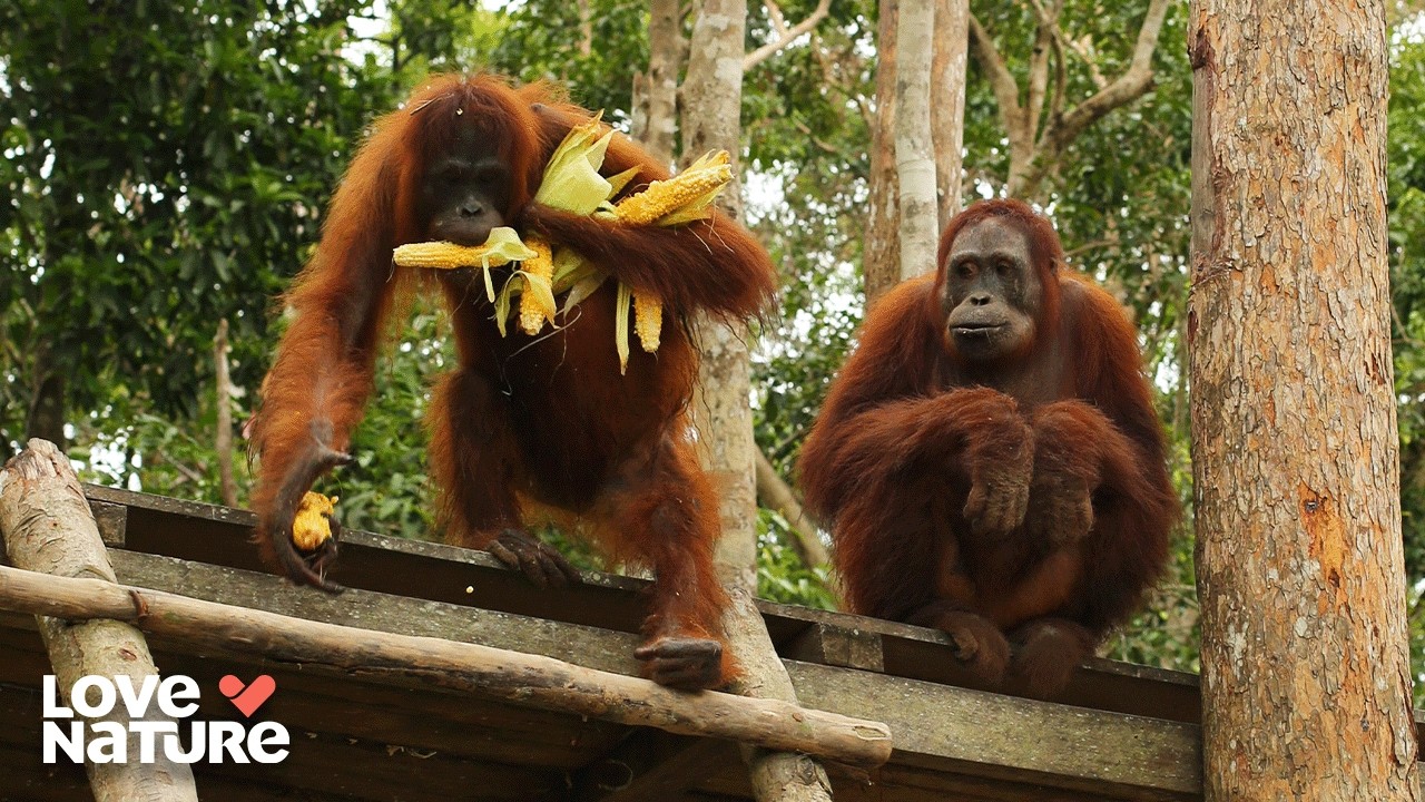 Jungle Drama: Forest Emergency Creates Chaos | Orangutan Jungle School 202