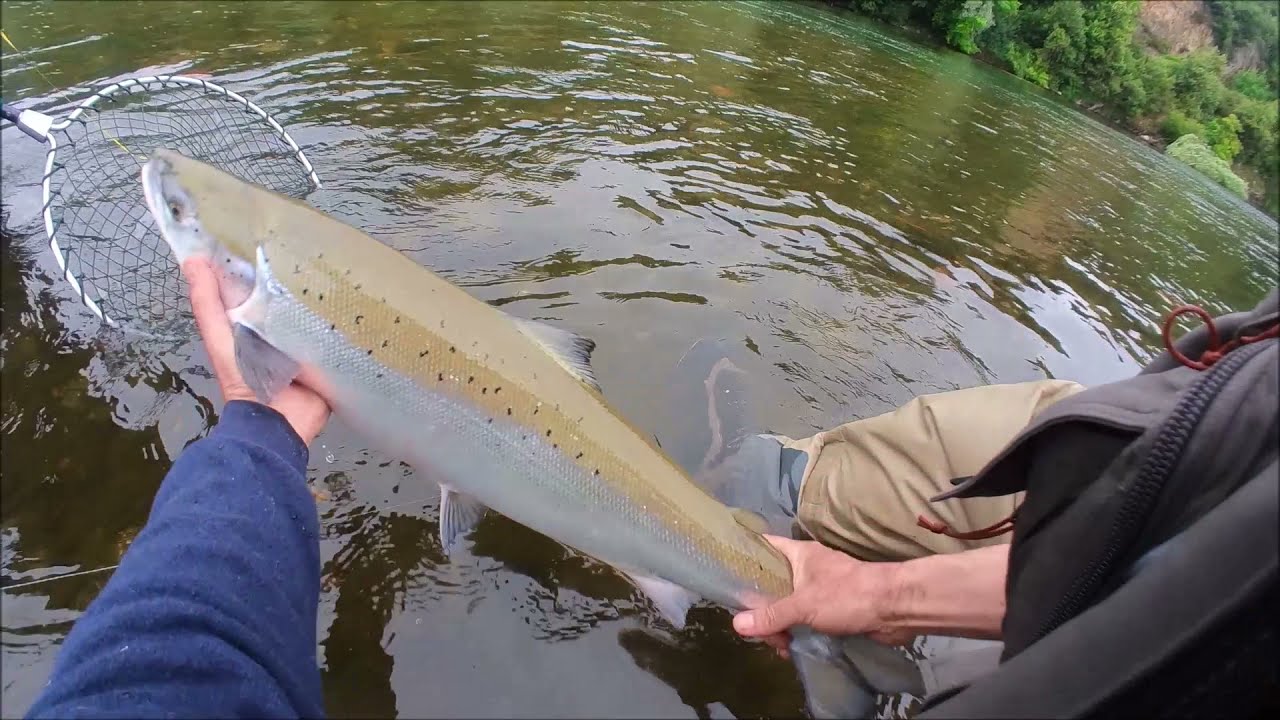 Salmón Río Narcea 2021