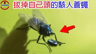 [TOP3]數個驚呆眾人的蒼蠅超能力與怪異舉動 | 蒼蠅也能潛水!? | 專門斬首敵人的恐怖蒼蠅