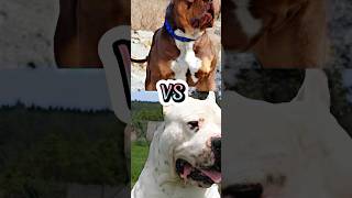 DOGO ARGENTINO VS PITBULL,DOBERMAN,ROTTWEILER,GERMAN SHEPHERD(TOP 5 MOST DANGEROUS DOG IN WORLD)