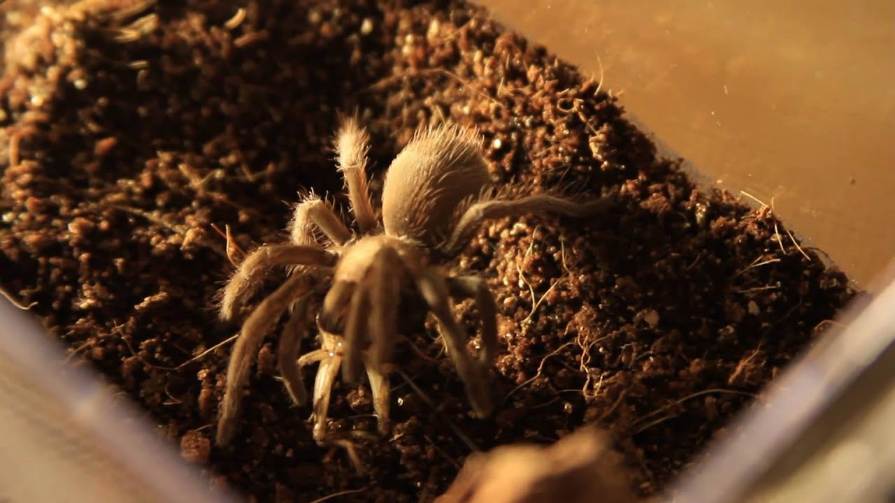 baboon face Tarantula Feeding Video 1 (02.19.2011)