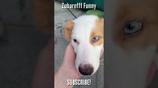 Смотрите Какие Глазки. Очень Красивые😍 #Shorts #Zubarefff #Funnyvideo #Собака #China