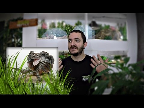 snake reptiles pictures Il me fait peur avec sa collerette