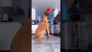 SHE GOT TO KNOW HOW TO FIGHT #trending#prisonreform#dogs#hiphop#funny