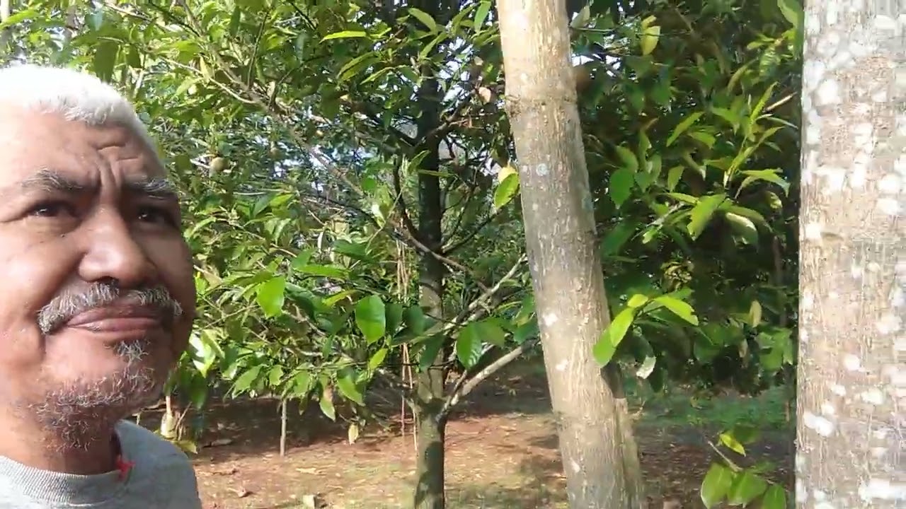 Saatnya mengolah hasil kebon