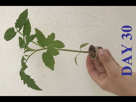 Видео: Кофе - гэрийн ургамал