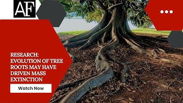 Research: Evolution of tree roots may have driven mass extinction