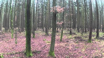 DJI NAZA problem | sudden yaw movements