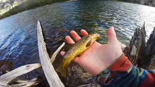 Fishing for Trout in the EPIC Bitterroot Mountains of Montana!