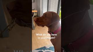 Dog building a dam.  #cute #dogshorts #dog #doglover #funny #funnyvideo #shorts #love #vizsla