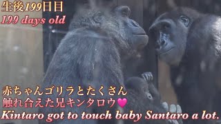 この日は、赤ちゃんゴリラと兄キンタロウがお互いにたくさん触れ合ってる姿を見れました♪⭐️Gorilla【京都市動物園】Kintaro got to touch baby Santaro a lot.