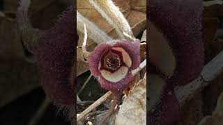Three Secret Flowers You Can Find In The Woods