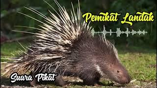 Suara Pikat Landak paling GACOR #landak #pemikat