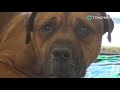 Perro llorando rompe el corazón de internet — pero esta historia tiene un final felíz - TomoNews