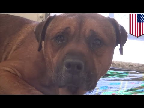 Video: Lágrima En El Corazón De Los Perros