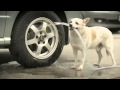 See How Dogs Love you a lot