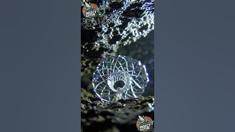 Crystalline Insect Nest simple compose