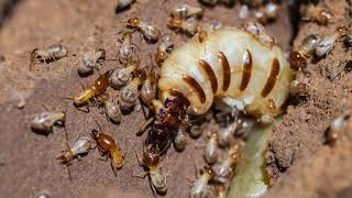 Do Freezing Temperatures Kill Insects?- Savannah Termite and Pest Control