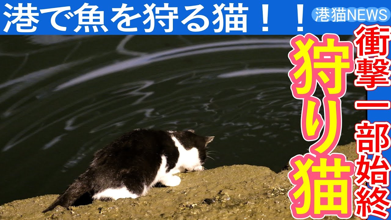 白む空に魚を狩る猫 猫の狩りモード！衝撃の魚を狩る猫を目撃！」港猫ニュース｜yohaku_photo