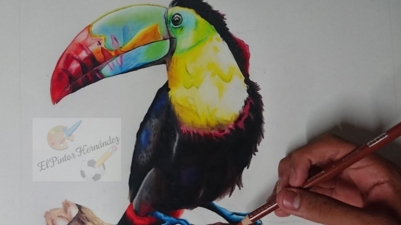 Como dibujar a un Tucan con lápices de colores -speed drawing- - thptnganamst.edu.vn
