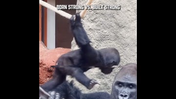 Same exercise, different species 🦍 #calisthenics #flexibility #primal #strength #workout #mobility