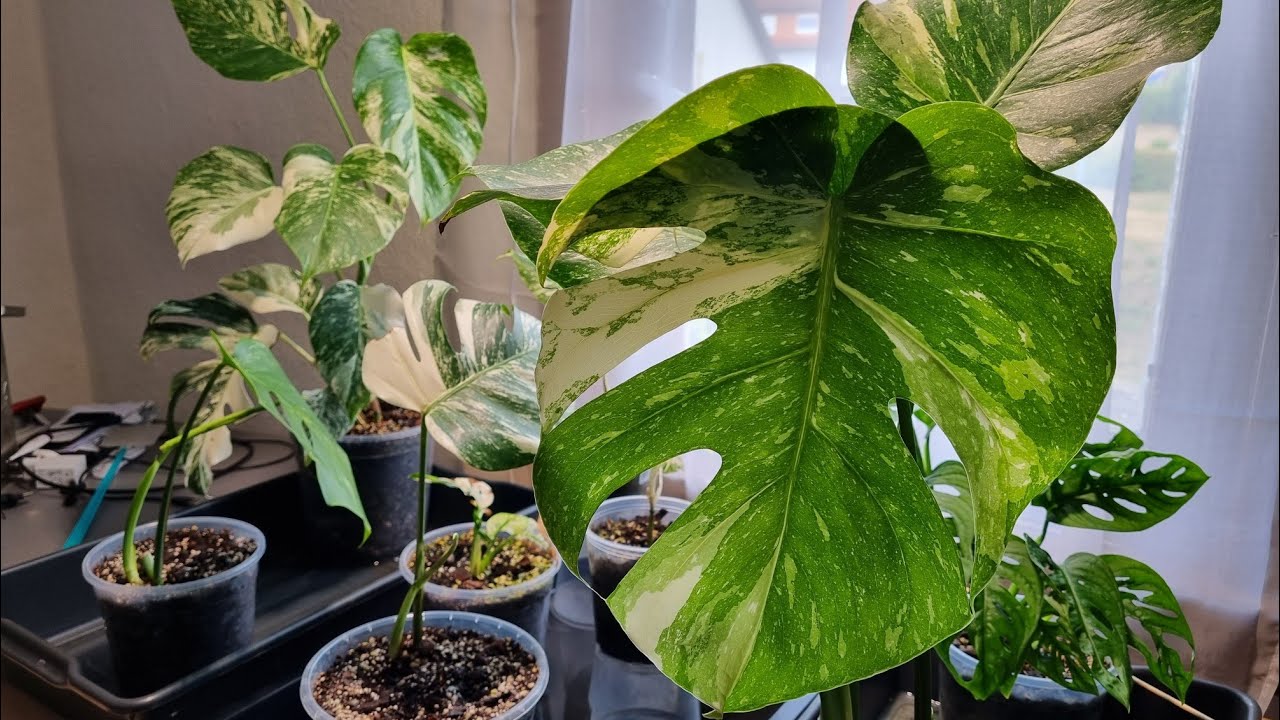 philodendron hastatum kaufen Philodendron hastatum 'Silver Sword'