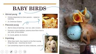 Birds (updated)