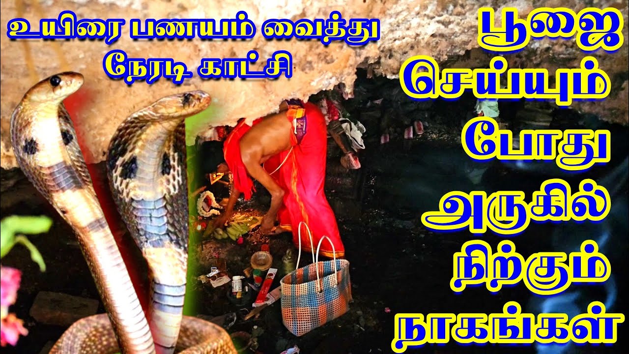 🧿பூஜை செய்யும் பொழுது அருகில் நிற்கும் நாகங்கள் #snake #viralvideos #astrology #tamil #malayalam